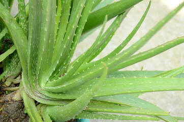 Obraz premium closeup the green ripe aloe vera plants growing in the garden over out of focus green brown background.