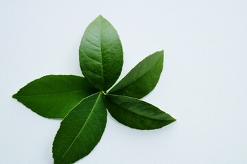 Obraz premium 背景 緑の葉 レモンの葉 イメージ