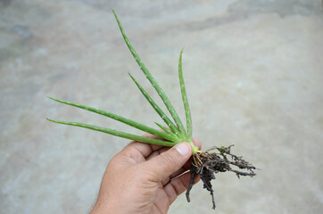 closeup the green ripe aloe vera plants with roots hold hand over out of focus grey background.