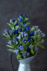 りんどう　青いリンドウ