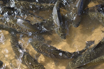 swarm of fish