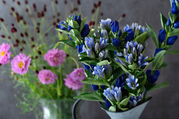 リンドウ　三種のリンドウ