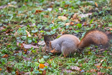 Autumn squirrel on green grass with fallen yellow leaves