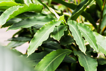leaves of red ginger lily plant