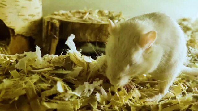 Adult Mongolian Gerbil Grooming Newborn Gerbil In Habitat. close up