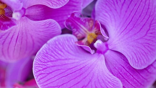 Macro close-up view of a purple orchid showing petals and stigma. Camera zoomed up on a purple flower petals at a wedding. Early purple orchid.