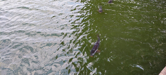 water flowing into the river