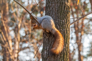 Squirrel with nut in Autumn sits on a branch
