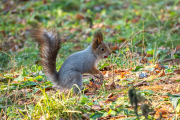 Naklejka na ściany i meble Autumn squirrel with nut on green grass with fallen yellow leaves
