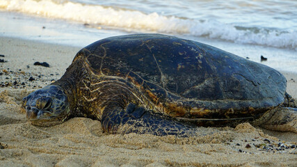 Endangered Hawaiian green sea turtle basking on the beach in Kauai