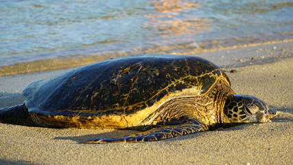 Endangered Hawaiian green sea turtle basking on the beach in Kauai