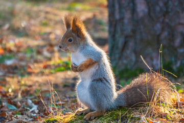 Autumn Squirrel standing on its hind legs on on green grass with fallen yellow leaves