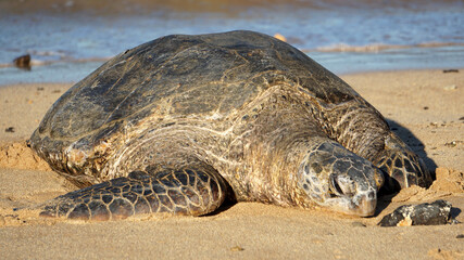 Endangered Hawaiian green sea turtle basking on the beach in Kauai