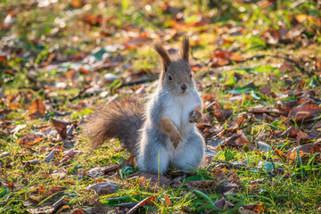 Autumn Squirrel standing on its hind legs on on green grass with fallen yellow leaves