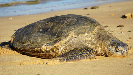 Endangered Hawaiian green sea turtle basking on the beach in Kauai