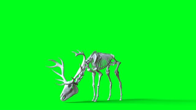 Skeleton deer animation on green screen. Isolate. Realistic 4k animation.