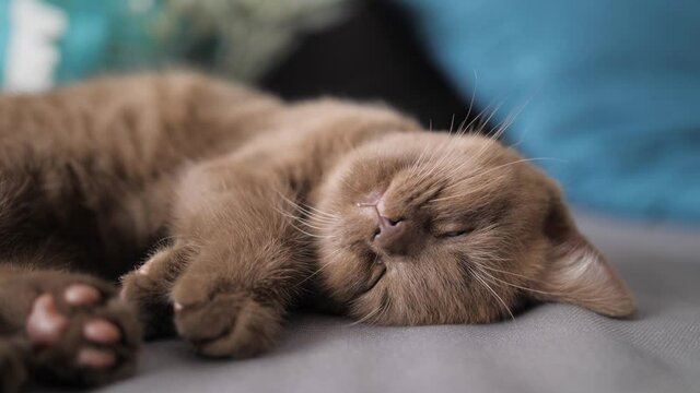 Sweet kitten twitching in sleep, dreaming with its head upside down. Cinnamon colored British Shorthair cat.
