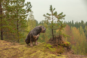 The dog sits on the edge of the edge of the forest and looks into the distance at the wide-spreading forest painted in autumn colors.
