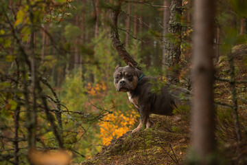 The dog looks out from behind the branches.