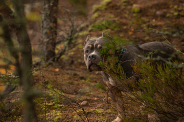 A dog wanders in a dense autumn forest.