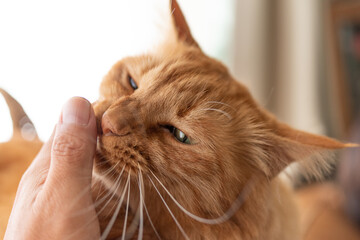 飼い主の指を舐める猫　茶トラ猫