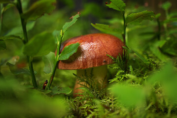 Wild Boletus Mushroom growing on lush green moss