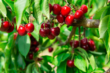 Closeup of green branches of sweet cherry tree with ripe fleshy berries in garden. Harvest time