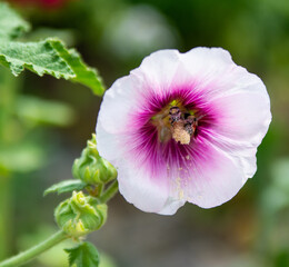 Bees on Hollyhock Flower