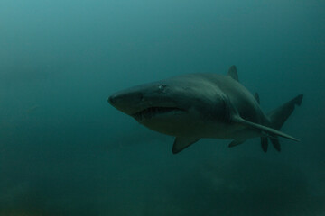 A Close Up of a Grey Nurse Shark in Dark Water