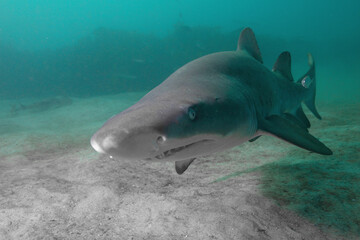 A Close Up of a Grey Nurse Shark