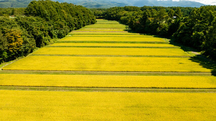 Pre-harvest paddy fields that fill the valley B