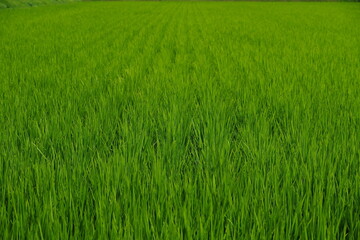 Screen full of fresh rice green