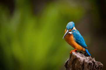 Kingfisher