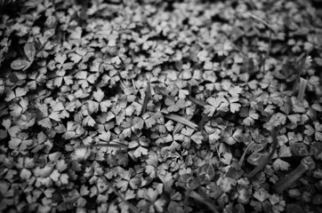 Black and white leaves background