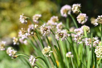 Allium senescens, commonly known as German garlic or mountain garlic