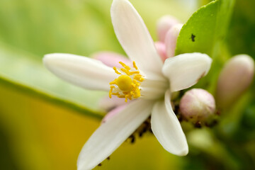 Macro shot of a lime flower in the garden.