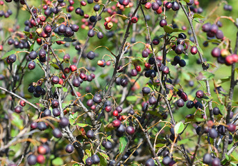 Cotoneaster lucidus (Hedge Cotoneaster)  berries growing in Russian Far East. Autumn