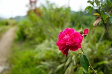 adorable, animal, animals, background, beautiful, black, brown eyes, calico, cat, cats, closeup, curiosity, curious, cute, domestic, domestic cats, eye, eyes, face, feline, fluffy, funny, fur, furry, 