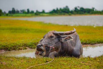 Water buffalo bathing in the pond