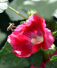 Red Hollyhock and Flying Bee