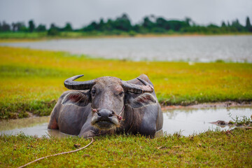 Water buffalo bathing in the pond