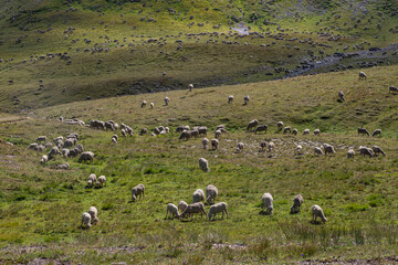 Obraz premium A flock of sheep in a mountain meadow in the Alps in France