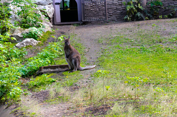 Walking kangaroo