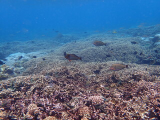 Naklejka na ściany i meble インドネシア　レンボンガン島の魚と珊瑚礁