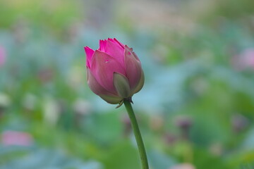 初夏を彩る美しい蓮池
