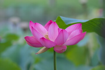 初夏を彩る美しい蓮池