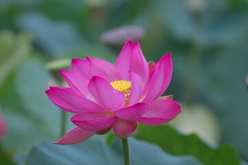 初夏を彩る美しい蓮池