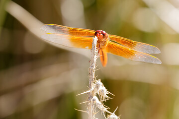 Flame (firecracker) Skimmer sunbathing on a plant. Santa Clara County, California, USA.