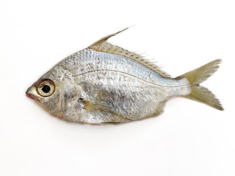 Selective focus of Gerres Fish ,Gerres Filamentosus, Whipfin silver biddy Fish, Isolated on white background.
