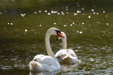 Two graceful white swans swim in the dark water.